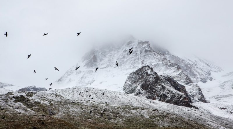 birds-cold-fog-4037-825x550-1