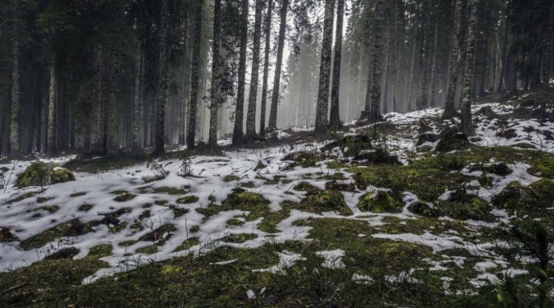 forest-nature-snow-4058-824x550-1
