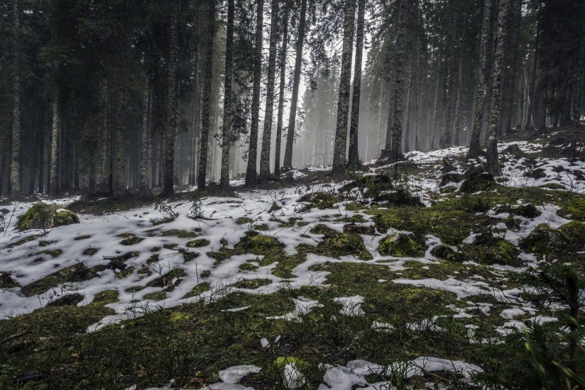 forest-nature-snow-4058-824x550-1