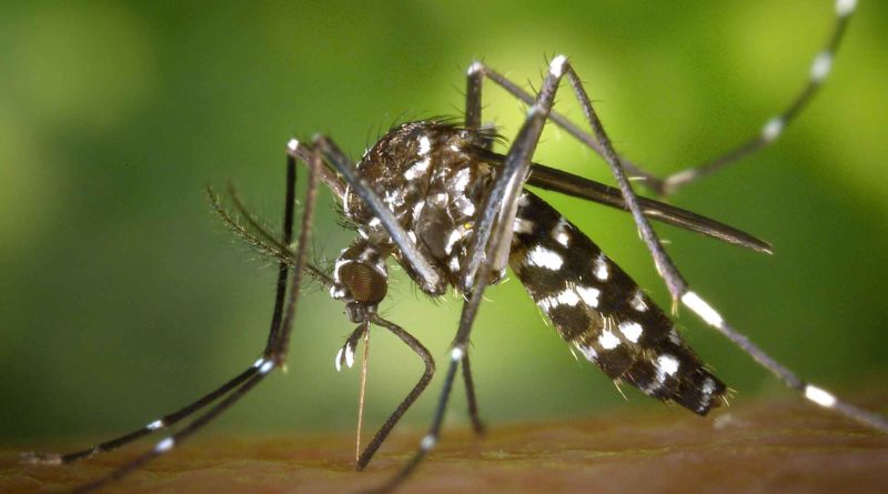 Asiatische Tigermücke