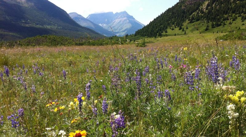 Wildflowers